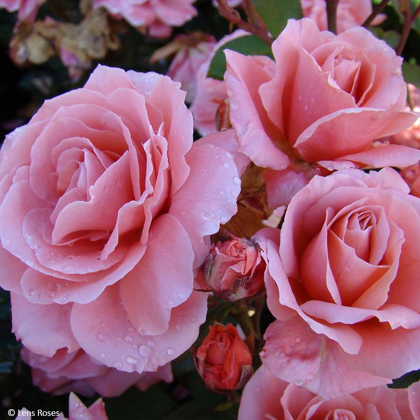 Promesse de Fleurs - Rosier à fleurs groupées Favorite Pot de 4L/5L