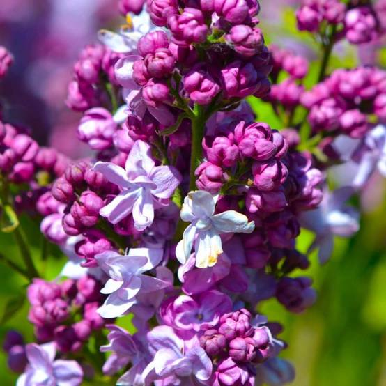 Lilas Commun 'Katherine Havemeyer' (Syringa Vulgaris) - Godet - Taille 13/25cm - Pépinières Naudet - Image 1
