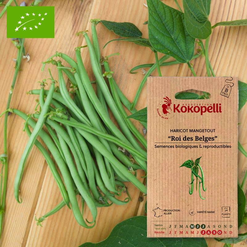 Haricot Mangetout Nain Roi des Belges- Graines bio à semer - Image 1