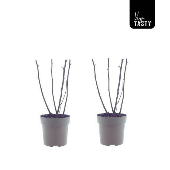 Ficus Bornholm (15017) - H40cm