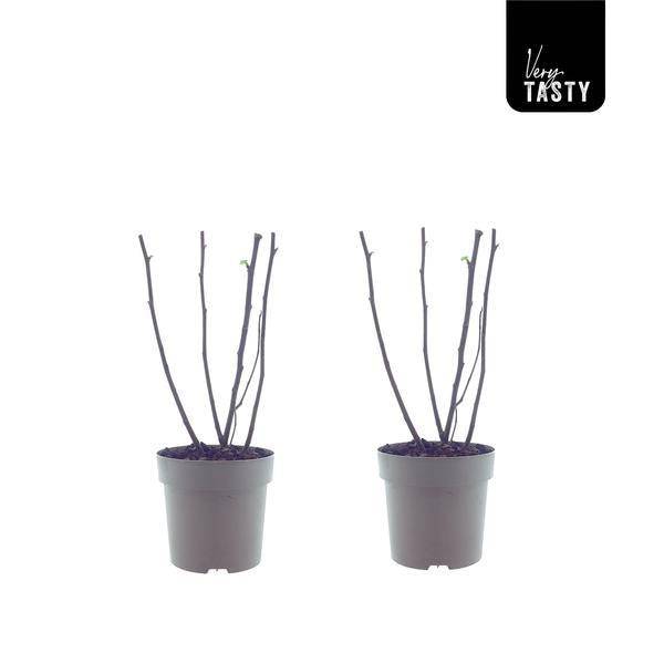 Ficus Bornholm (15017) - H40cm