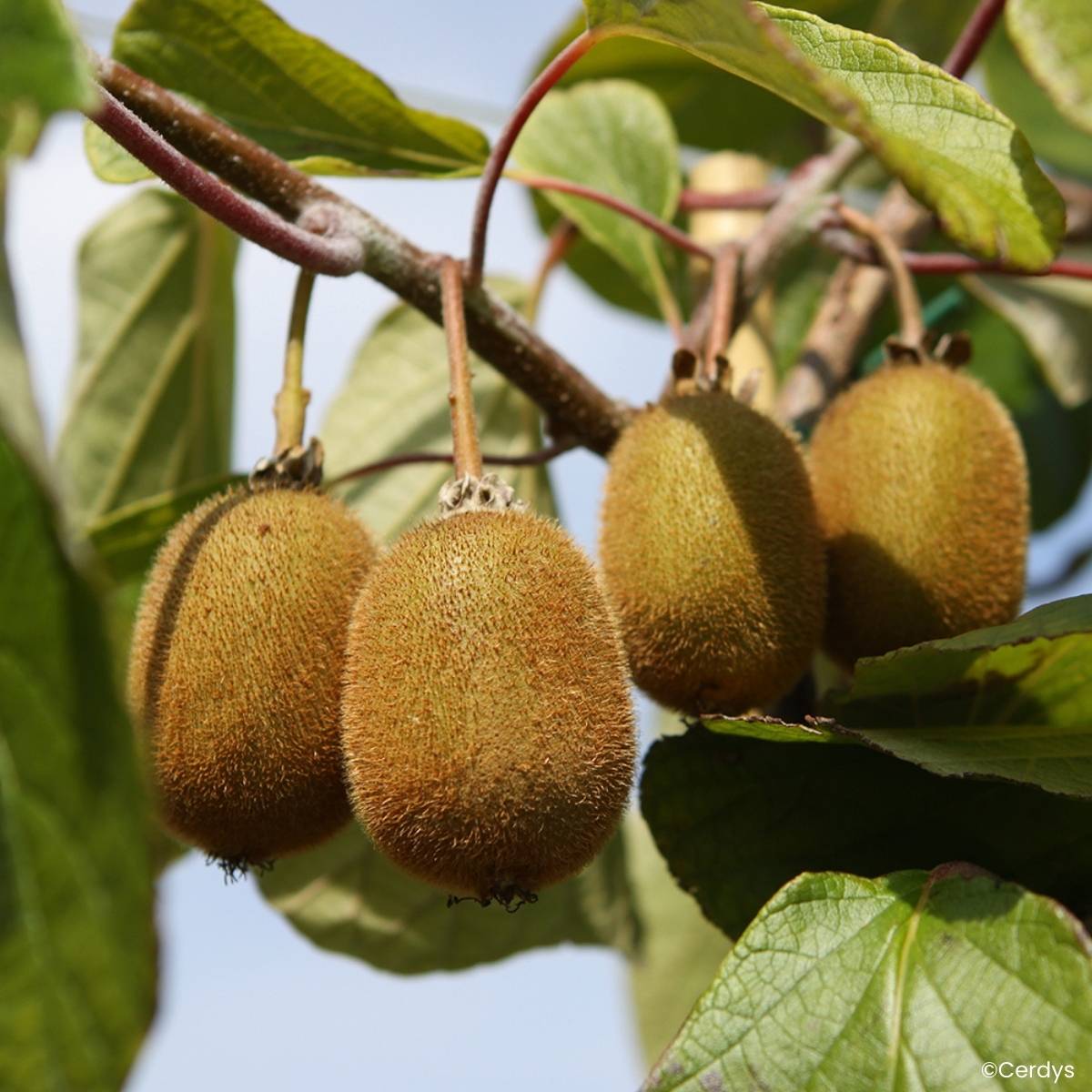 Promesse de Fleurs - Kiwi Koryoku (femelle) - Actinidia deliciosa Pot de 1,5L/2L