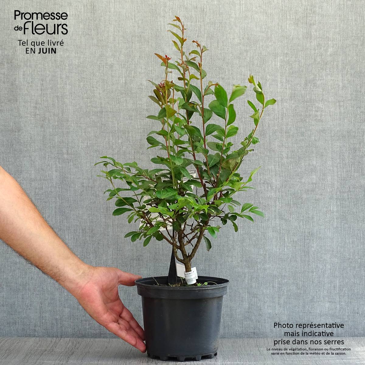 Lagerstroemia indica Red imperator - Lilas des Indes Pot de 3L/4L, Buisson, Touffe - Image 2