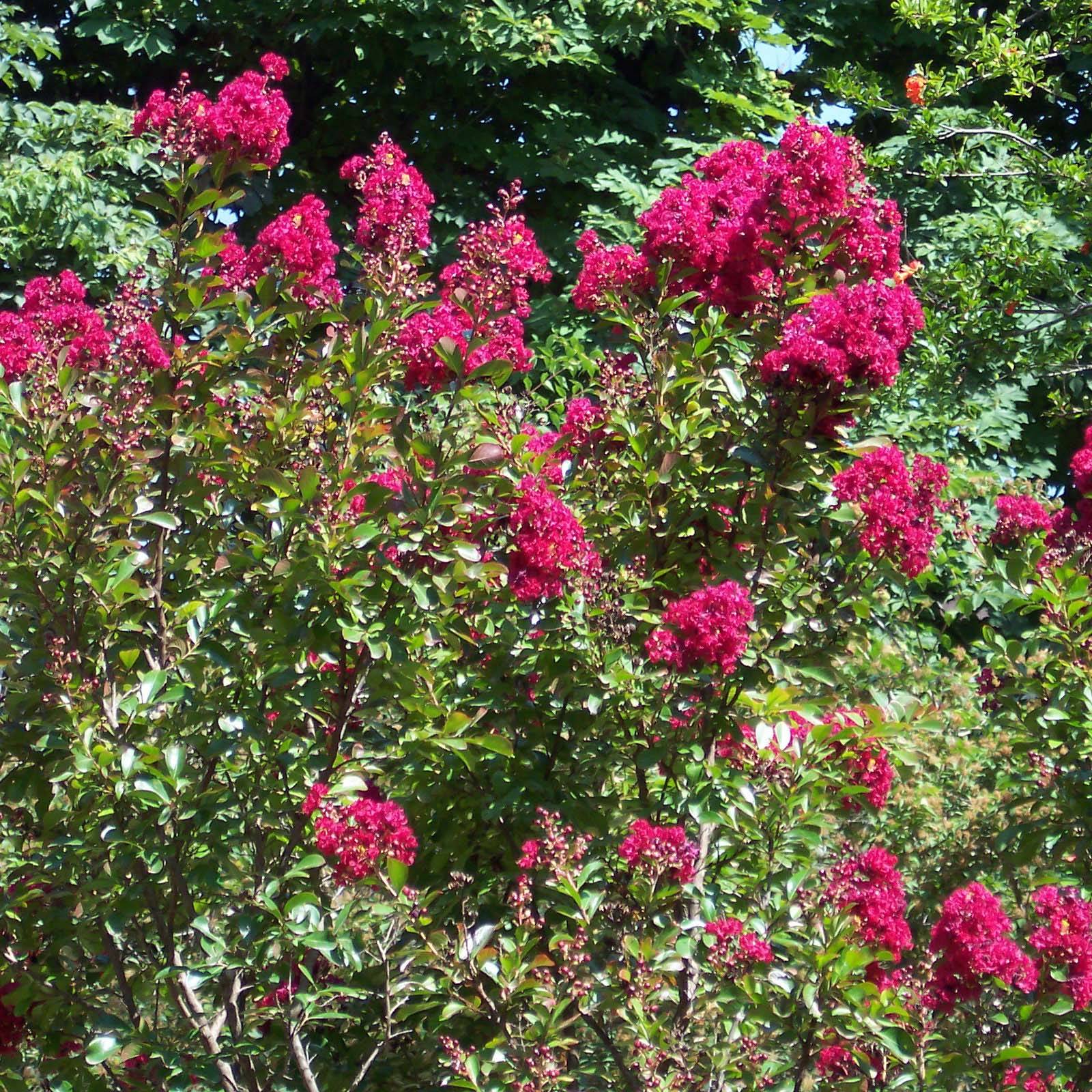 Lagerstroemia indica Red imperator - Lilas des Indes Pot de 3L/4L, Buisson, Touffe - Image 1