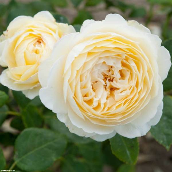 Rosier David Austin Claire Austin Pot de 4L/5L