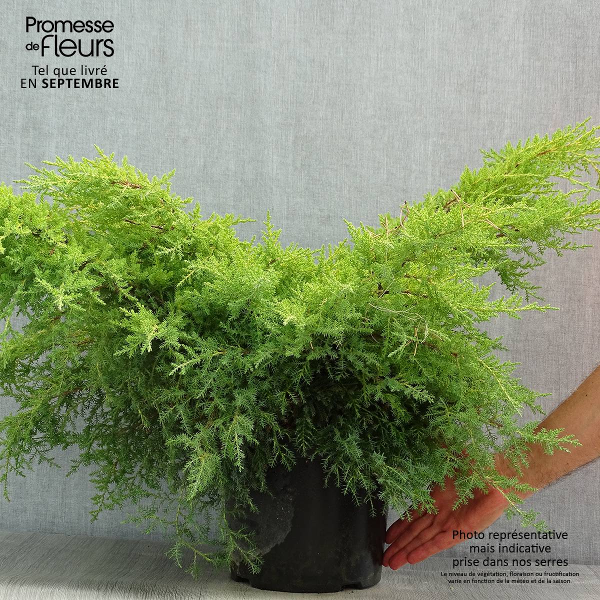 Promesse de Fleurs - Genévrier - Juniperus x media Gold Star Pot de 7,5L/10L - Image 2