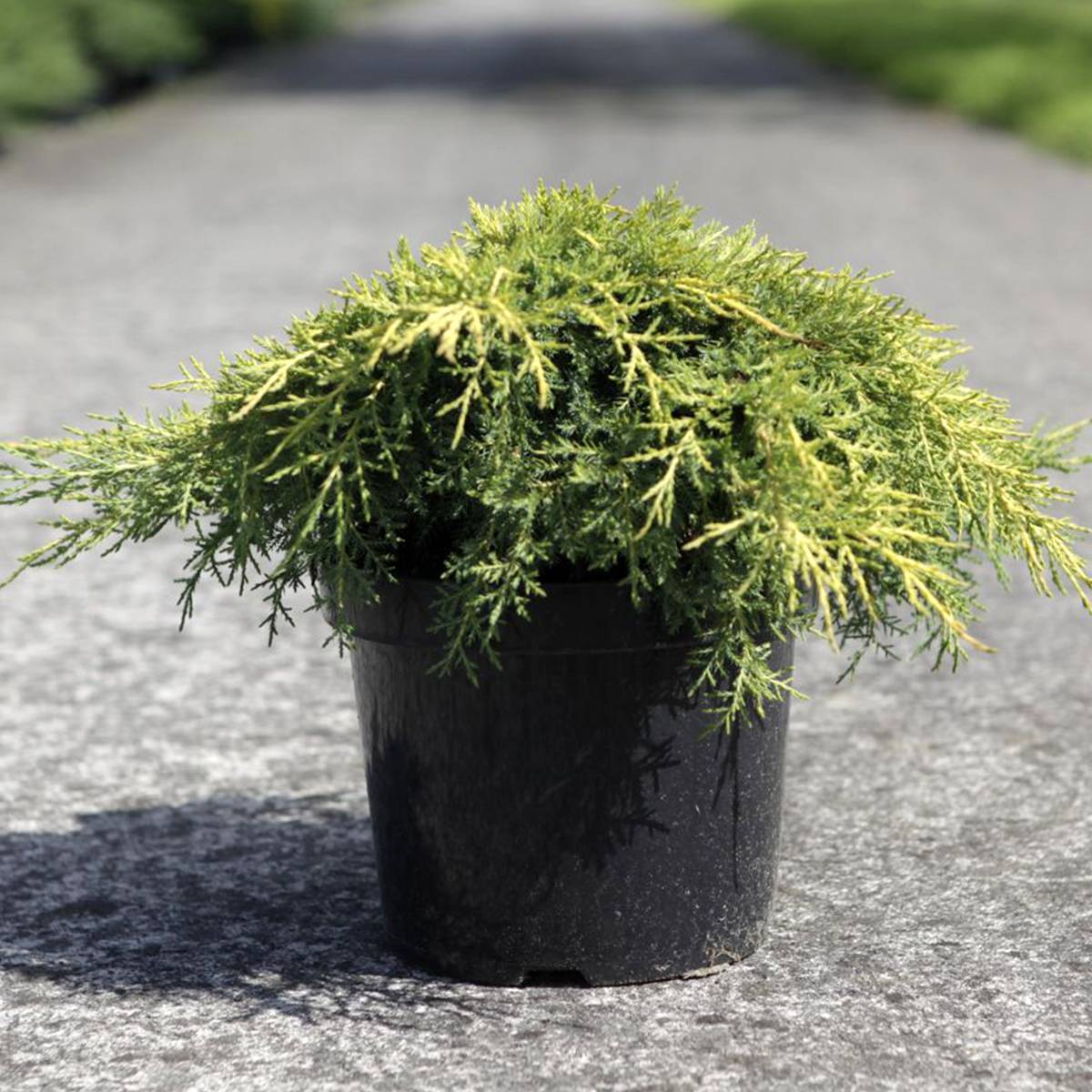 Promesse de Fleurs - Genévrier - Juniperus x media Gold Star Pot de 7,5L/10L - Image 1