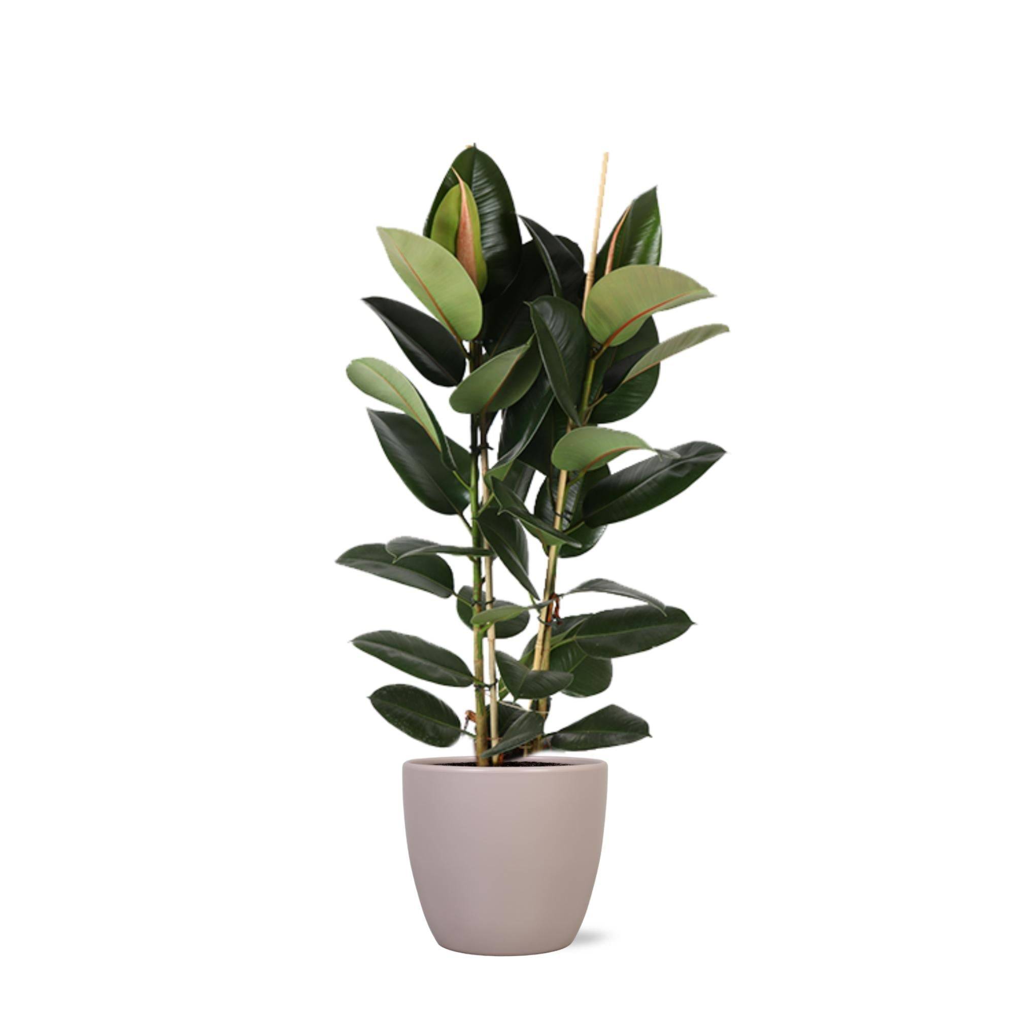 Ficus Elastica Robusta et son pot- La Green Touch Taupe - Hauteur 110cm