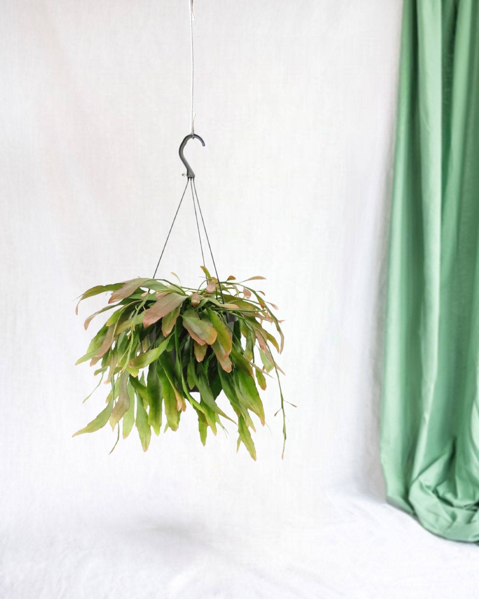 La Green Touch - Rhipsalis Rouge Coral - D17 H25cm