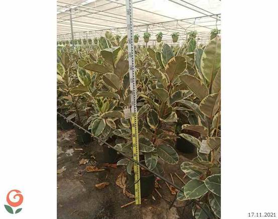 0 - Ficus elastica 'Tineke' (Caoutchouc panaché) Pot de 25L - 150/175cm - Image 1