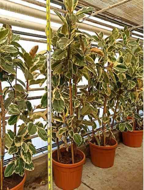 0 - Ficus elastica 'Tineke' (Caoutchouc panaché) Pot de 25L - 150/175cm - Image 2