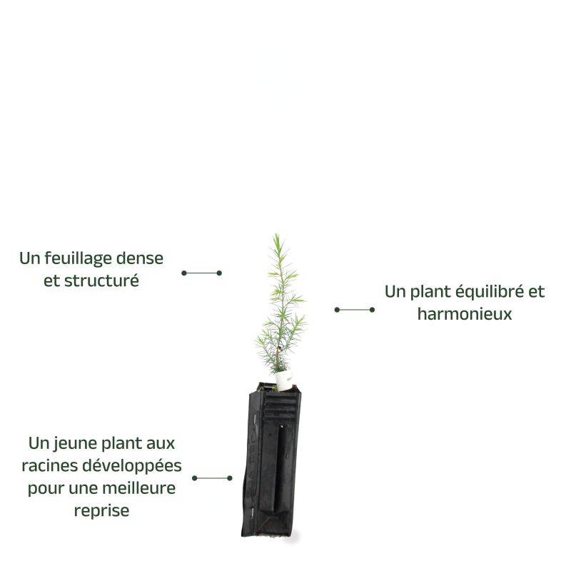Cade (Juniperus oxycedrus) - Godet - Taille 13/25cm - Pépinières Naudet - Imagen 3