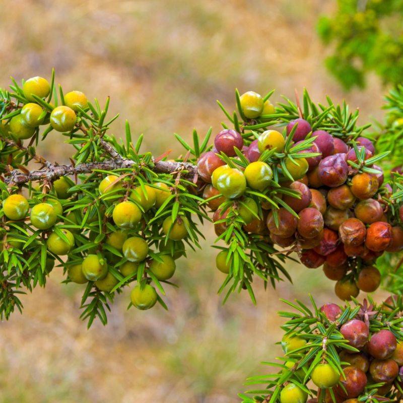 Cade (Juniperus oxycedrus) - Godet - Taille 13/25cm - Pépinières Naudet - Imagen 1