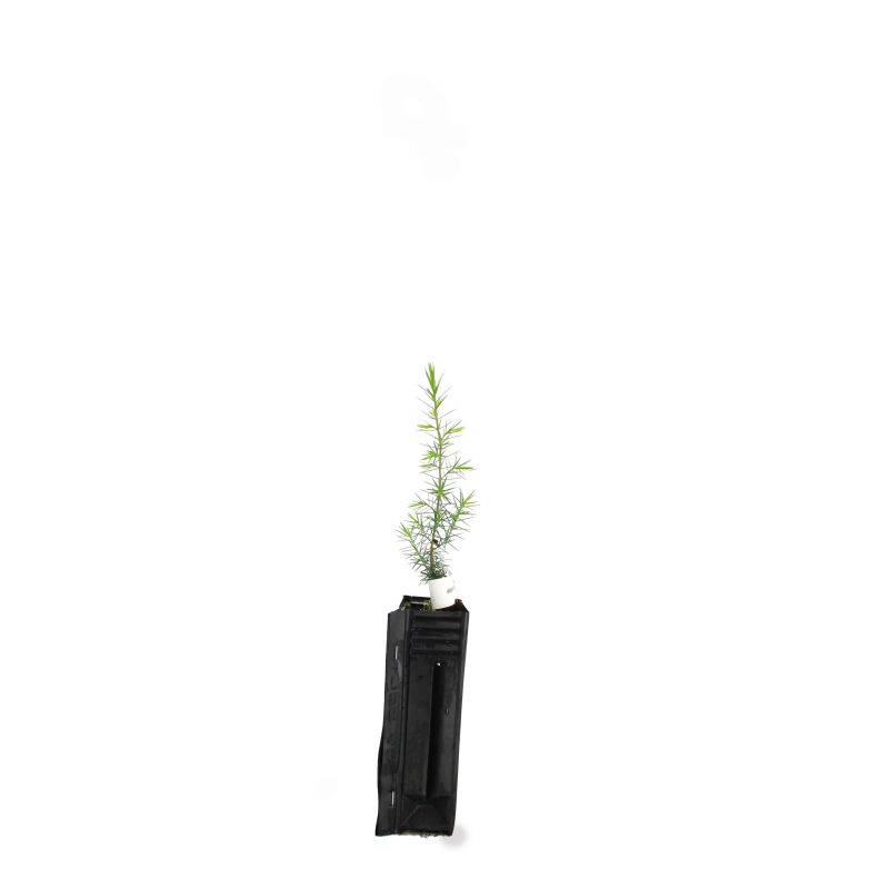 Cade (Juniperus oxycedrus) - Godet - Taille 13/25cm - Pépinières Naudet - Imagen 2