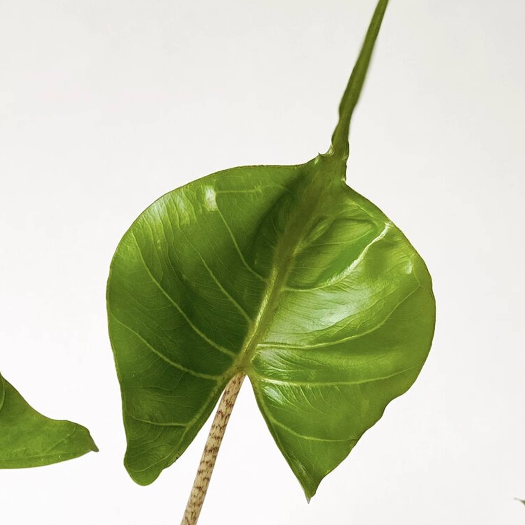 Gardenersdream - Plante Alocasia Stingray | Plante D’Intérieur En Pot Pour La Maison Ou Le Bureau 40-50 Cm - GardenersDream - Imagen 3