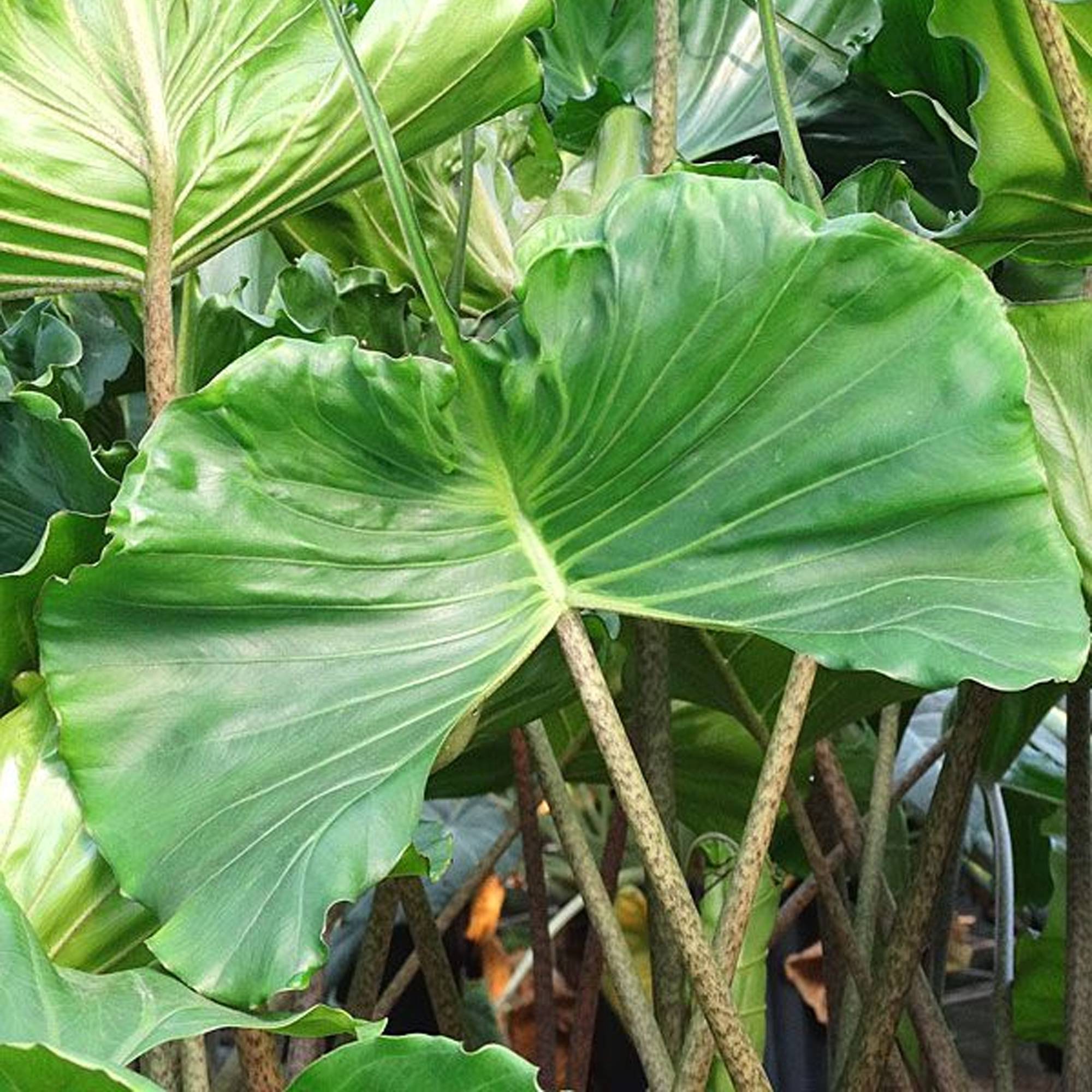 Gardenersdream - Plante Alocasia Stingray | Plante D’Intérieur En Pot Pour La Maison Ou Le Bureau 40-50 Cm - GardenersDream - Imagen 4