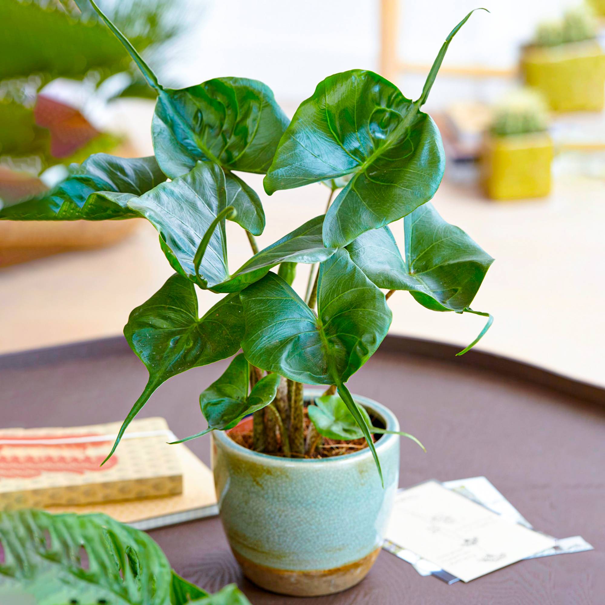 Gardenersdream - Plante Alocasia Stingray | Plante D’Intérieur En Pot Pour La Maison Ou Le Bureau 40-50 Cm - GardenersDream - Imagen 1