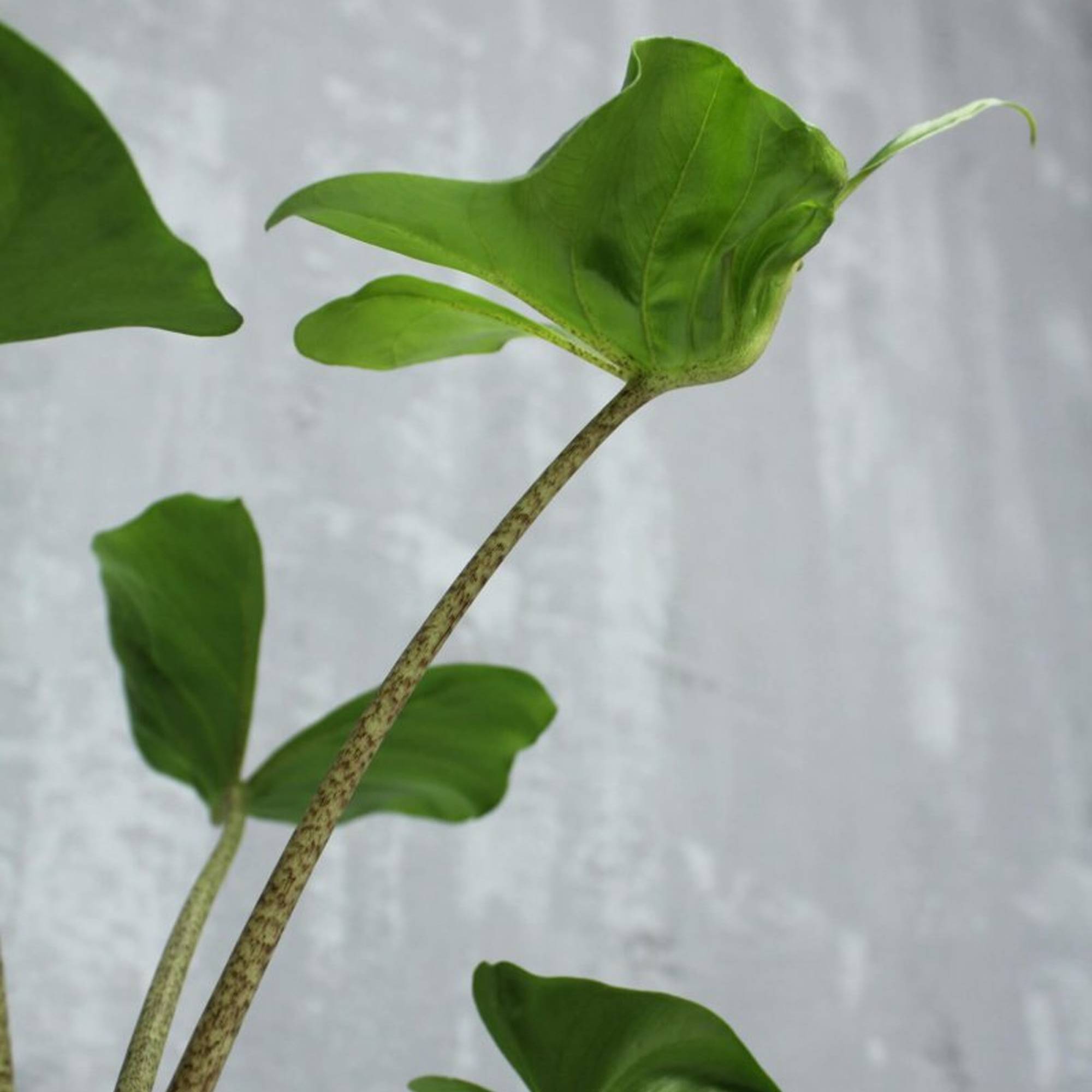 Gardenersdream - Plante Alocasia Stingray | Plante D’Intérieur En Pot Pour La Maison Ou Le Bureau 40-50 Cm - GardenersDream - Imagen 2
