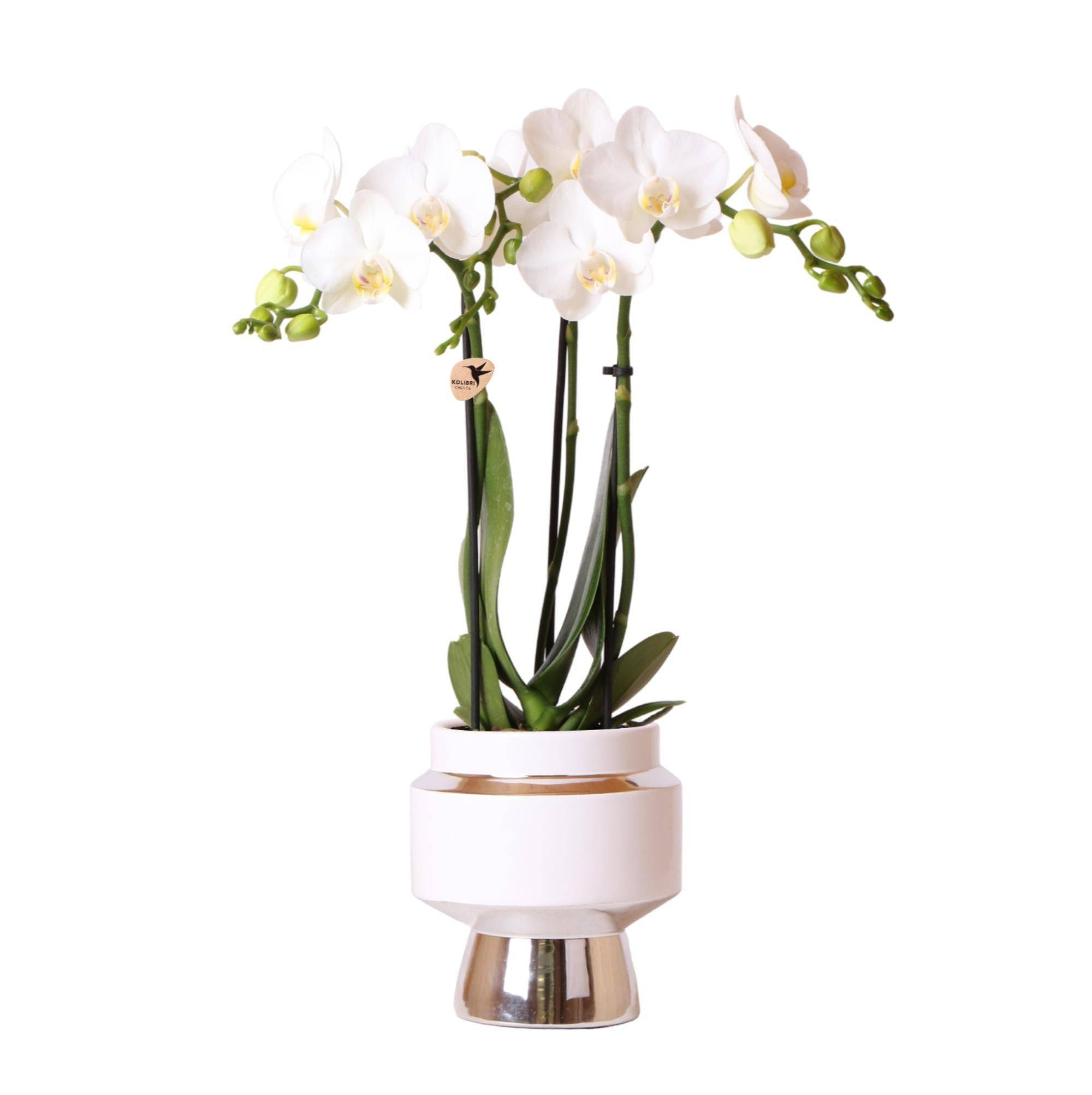 La Green Touch - Orchidée Amabilis Blanche et son pot- La Green Touch Chic argenté - Hauteur 35cm - Imagen 1