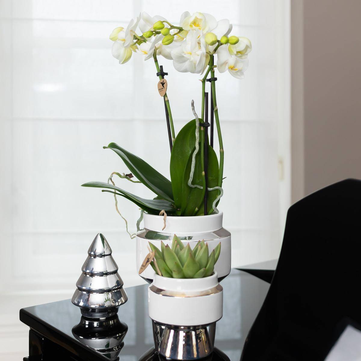 La Green Touch - Orchidée Amabilis Blanche et son pot- La Green Touch Chic argenté - Hauteur 35cm - Imagen 3
