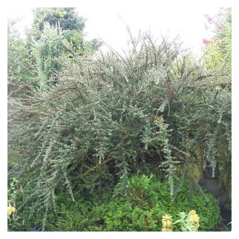 Cotoneaster microphyllus, Cotonéaster à fleurs Blanche - feuillage Semi-Persistant - Pot de 2L - 40/60 cm-  hauteur à maturité De 0,15 m à 0,50 m - Imagen 1