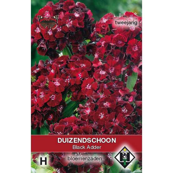 Graines d'Oeillet de Poète Black Adder - Dianthus barbatus nigrescens le sachet de 450 graines environ (0,4g)