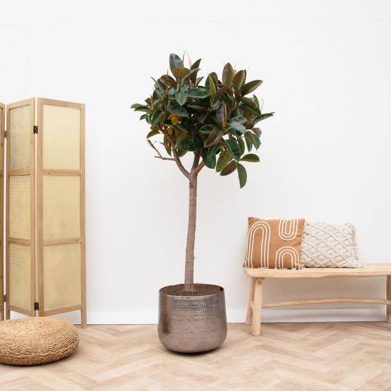 Ficus Elastica Robusta Sur Tige - D40 H190cm - Image 2