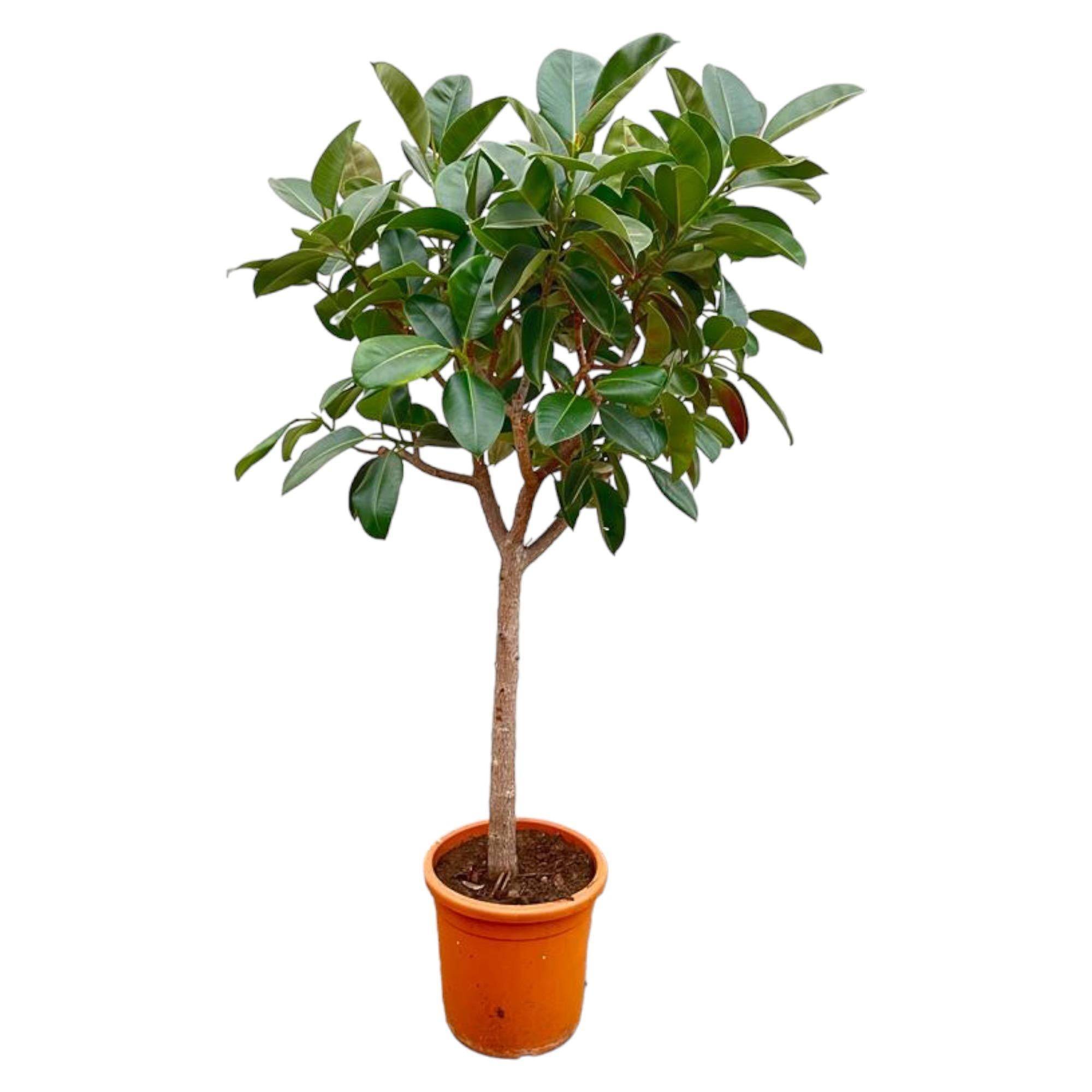Ficus Elastica Robusta Sur Tige - D40 H190cm - Image 1