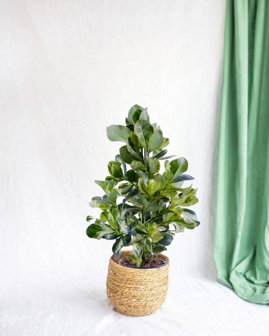 Clusia Rosea White Star 95cm - Plante d'intérieur- La Green Touch - Image 2