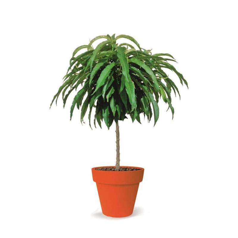 Pêcher nain Pêche de poche - Nains de jardins® - Bon rendement -  - De 1,50 m à 2,00 m - Imagen 5