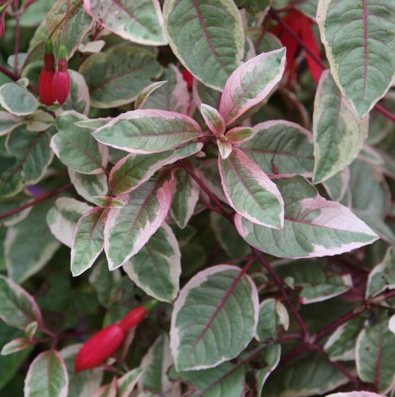Fuchsia rustique Tom West Pot de 2L/3L