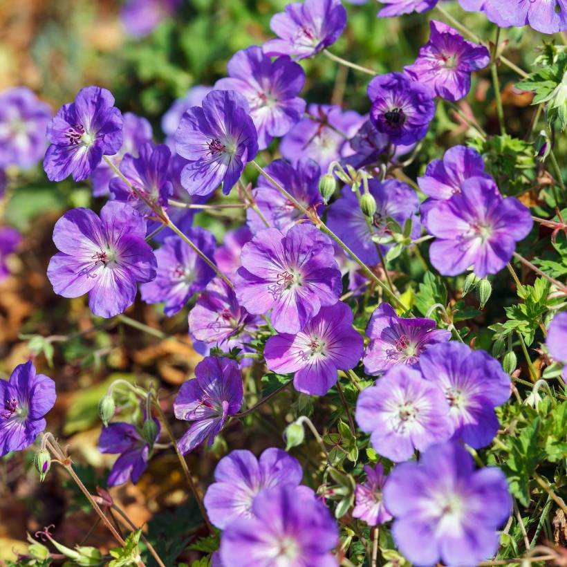 Autre - Géranium vivace Rozanne Godet de 8/9 cm