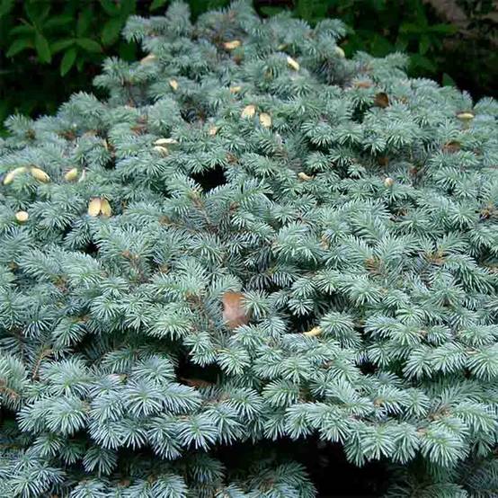 Epicea bleu - Picea pungens Glauca Globosa Pot de 4L/5L - Image 1