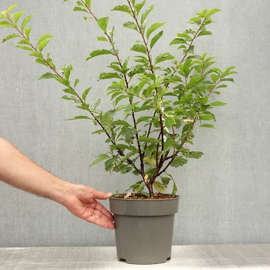 Promesse de Fleurs - Amandier à fleurs - Prunus triloba Pot de 2L/3L - Image 2