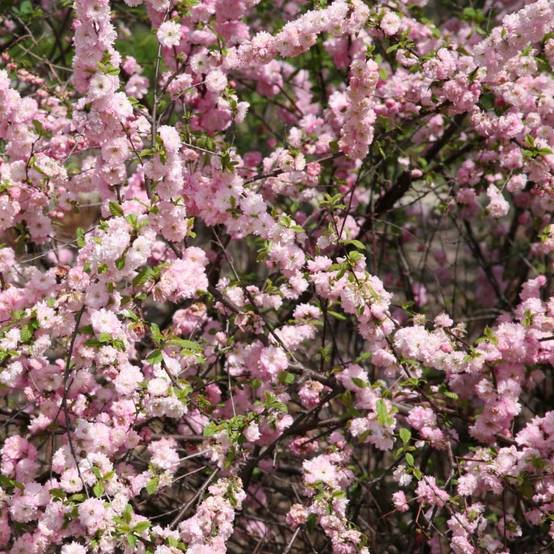 Promesse de Fleurs - Amandier à fleurs - Prunus triloba Pot de 2L/3L - Image 1