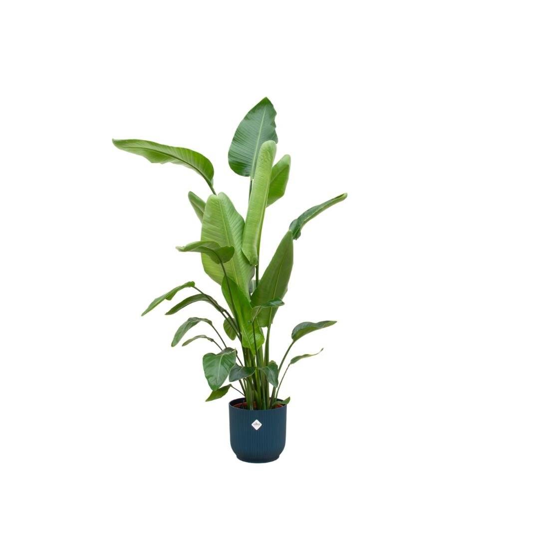 Strelitzia Nicolai 160cm et son pot- La Green Touch Bleu 30cm - Hauteur 160cm