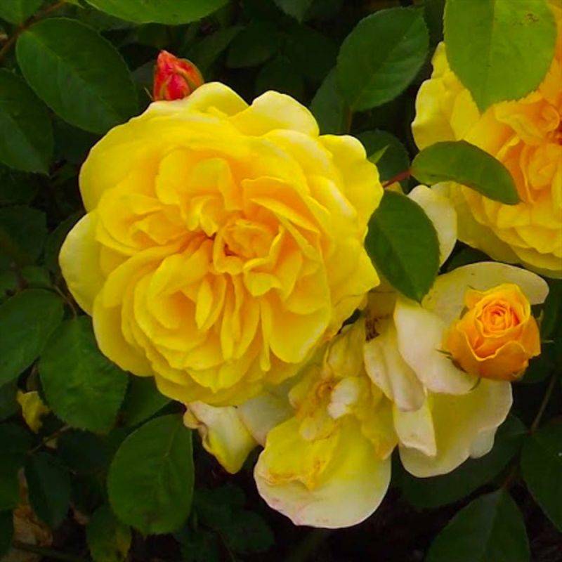 Rosier 'Golden Delight' - Racines nues - Taille 20 à 30cm - Pépinières Naudet