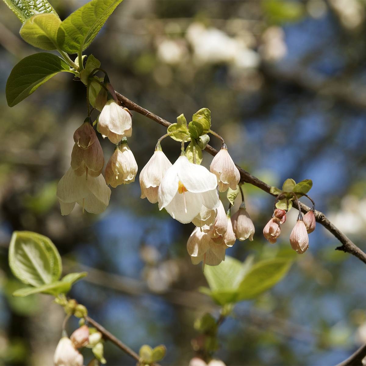 Promesse de Fleurs - Halesia carolina UConn - Arbre aux cloches d'argent Pot de 2L/3L