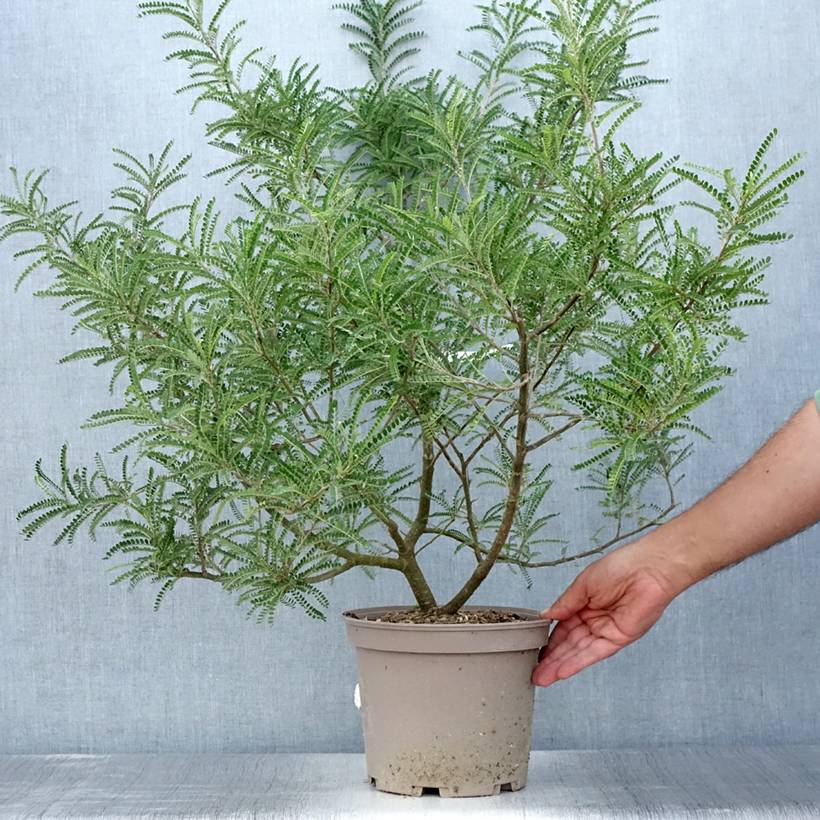 Promesse de Fleurs - Sophora microphylla Dragon's Gold - Sophora nain Pot de 4L/5L - Image 2