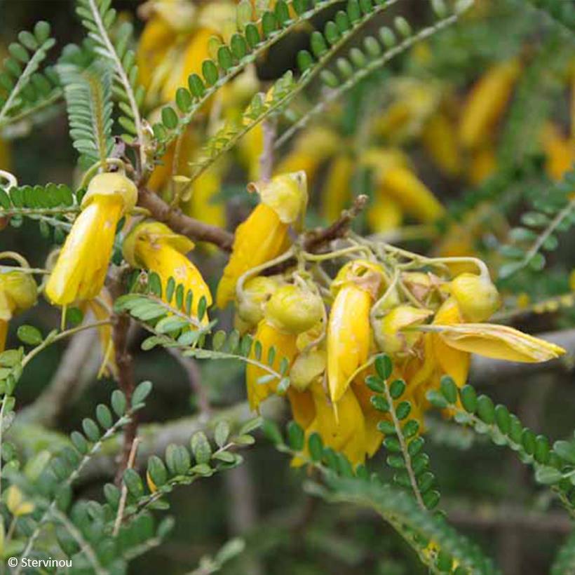 Promesse de Fleurs - Sophora microphylla Dragon's Gold - Sophora nain Pot de 4L/5L