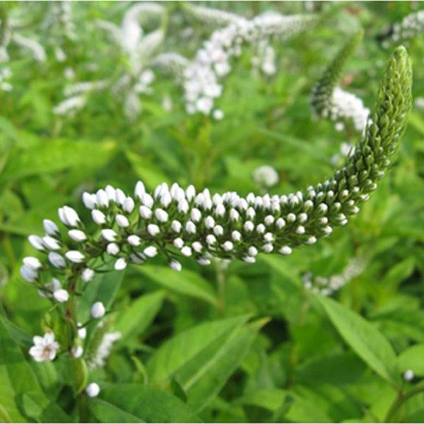 Lysimachia clethroïdes - Lysimaque de chine Godet de 8/9 cm
