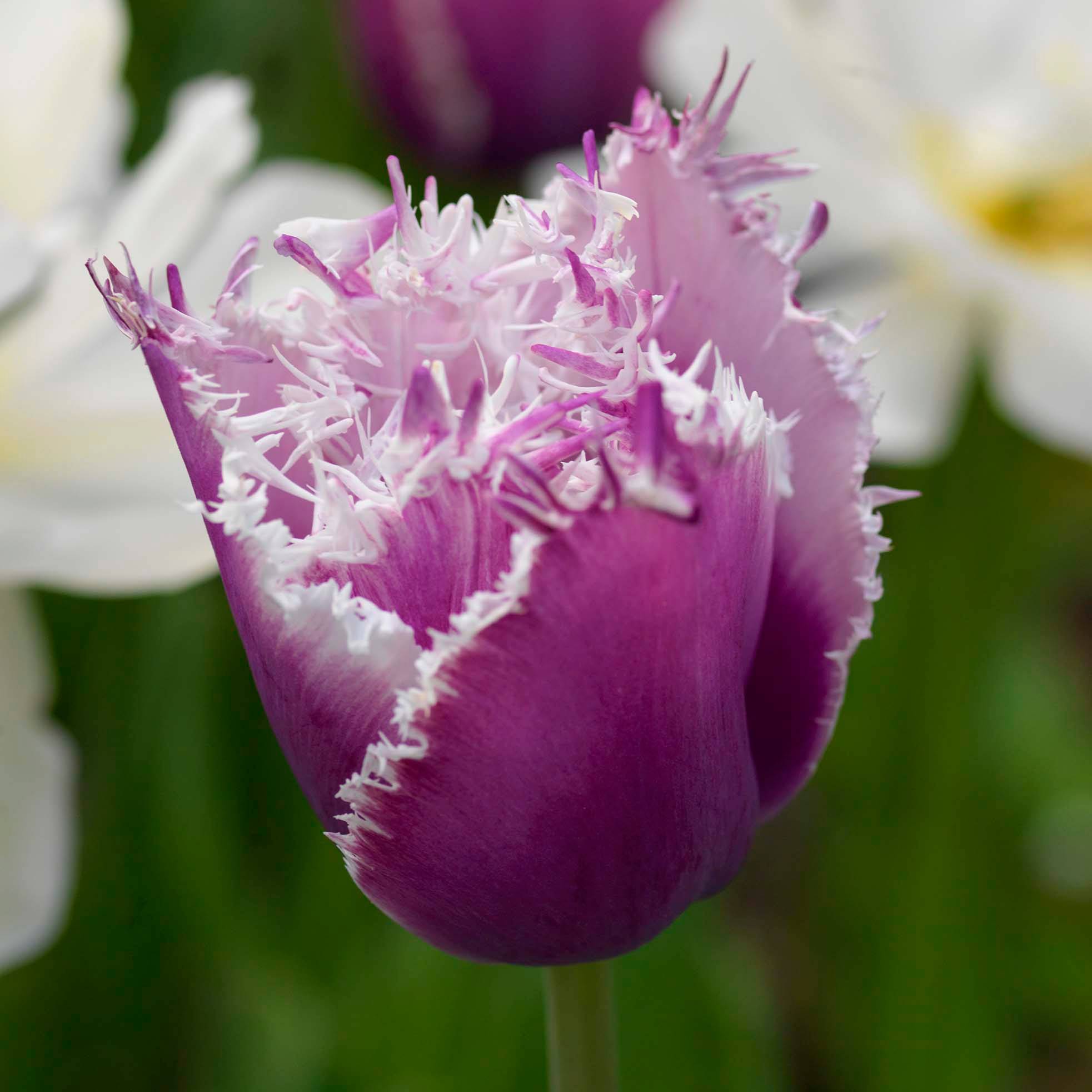 Promesse de Fleurs - Tulipe dentelée Cummins Bulbe calibre 12 (par 6)