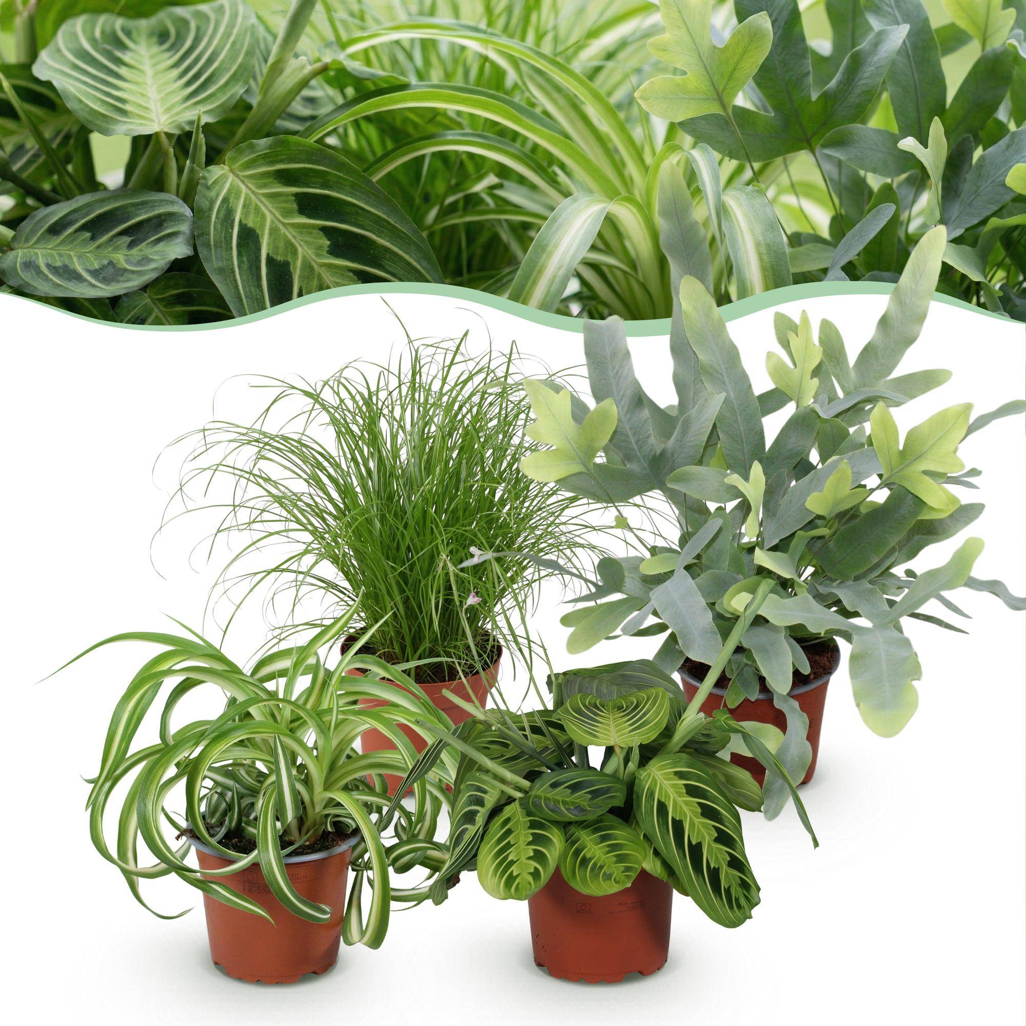 Chlorophytum - Cyperus - Phlebodium - Marantha - Pet-friendly - Pot de 12cm - Hauteur 25cm - Sans cache-pot - Plantes d'intérieur