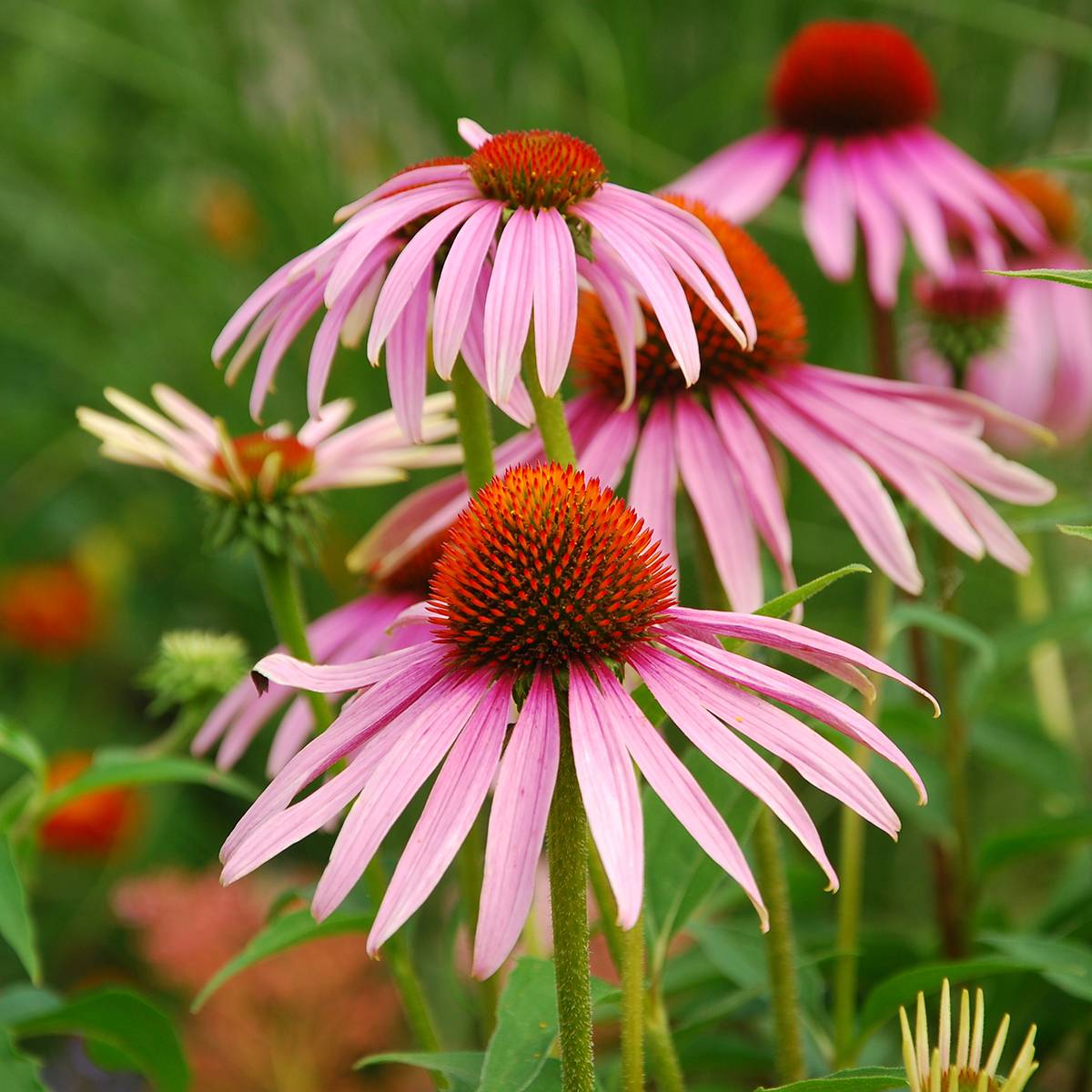 Promesse de Fleurs - Graines d'Echinacea purpurea - Rudbéckia pourpre BIO le sachet de 50 graines environ (0,4g)