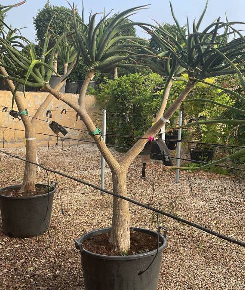 Sans Marque - Aloe barberae (Aloe.bainesii) Taille:Pot de 25L - 100/125cm - Image 5