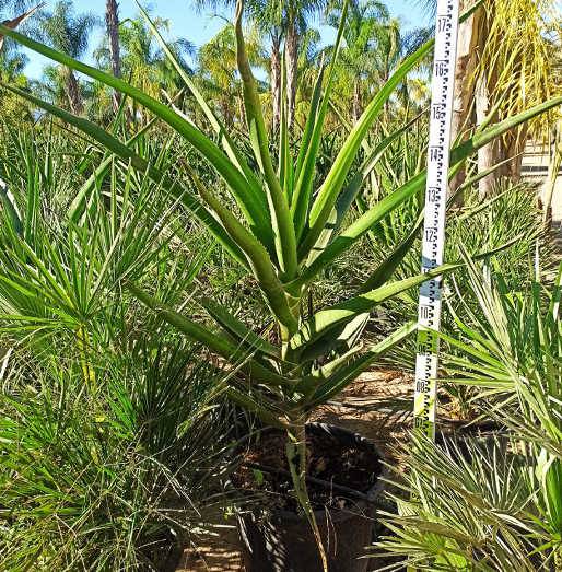 Sans Marque - Aloe barberae (Aloe.bainesii) Taille:Pot de 25L - 100/125cm - Image 3
