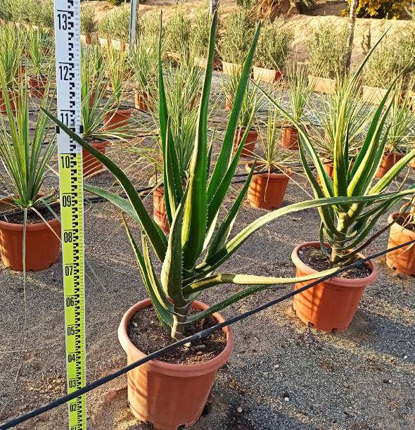 Sans Marque - Aloe barberae (Aloe.bainesii) Taille:Pot de 25L - 100/125cm - Image 2