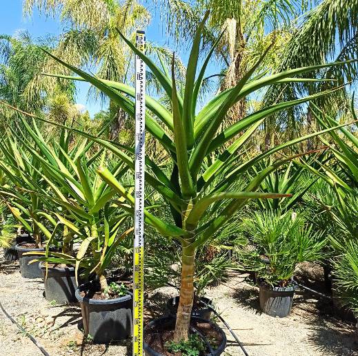 Sans Marque - Aloe barberae (Aloe.bainesii) Taille:Pot de 25L - 100/125cm - Image 4
