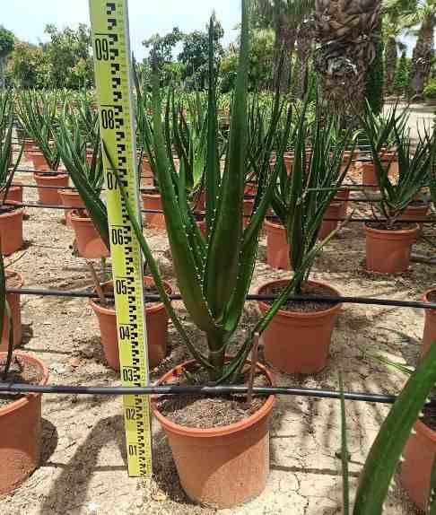 Sans Marque - Aloe barberae (Aloe.bainesii) Taille:Pot de 25L - 100/125cm - Image 1