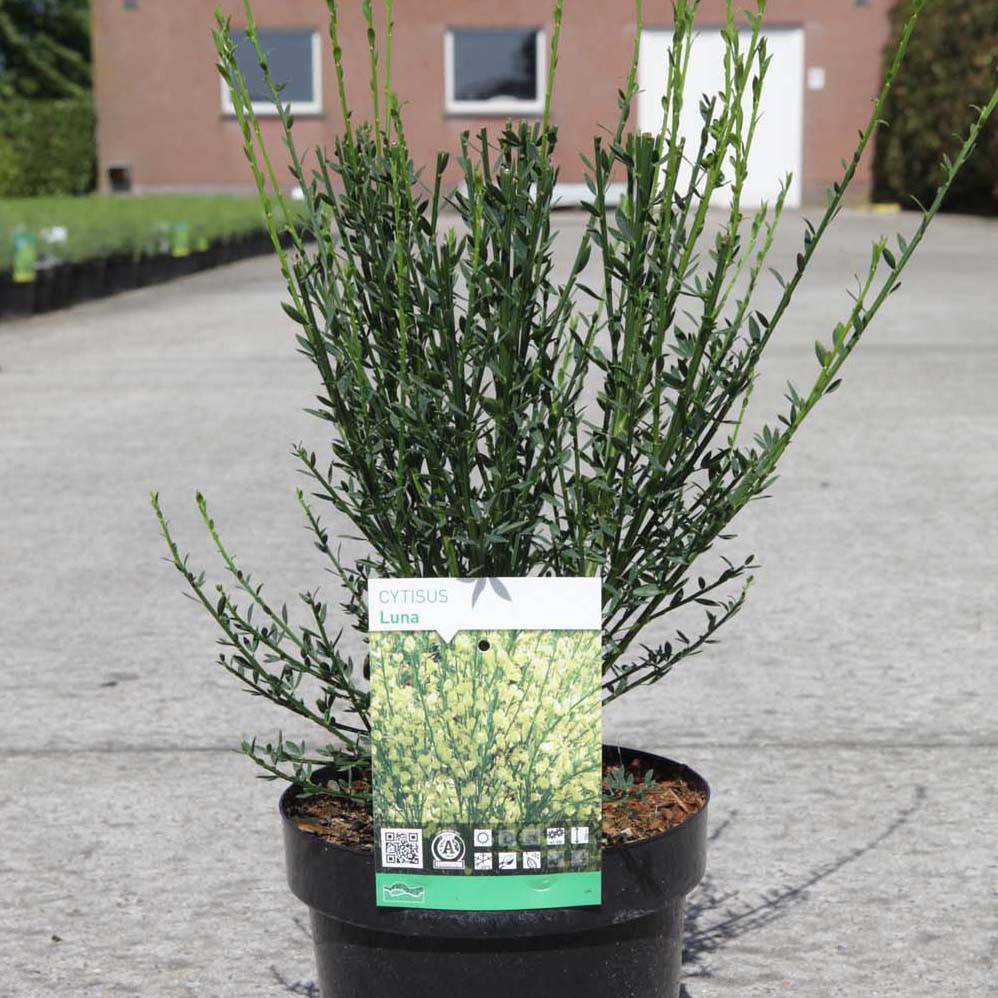 Genêt à balais - Cytisus scoparius Luna Godet de 8/9 cm - Image 1